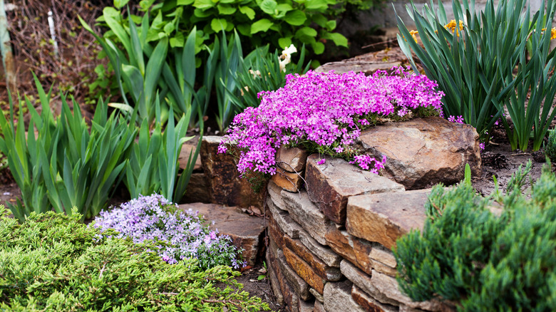 Creeping phlox on rock wall