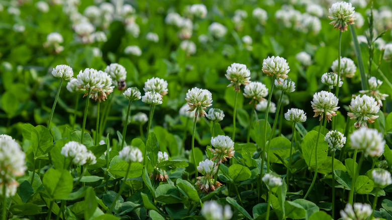 Clover flowers in grass