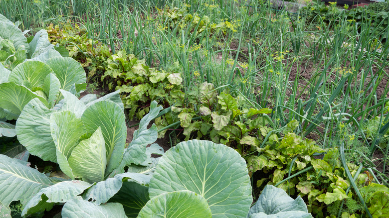 Vegetable garden