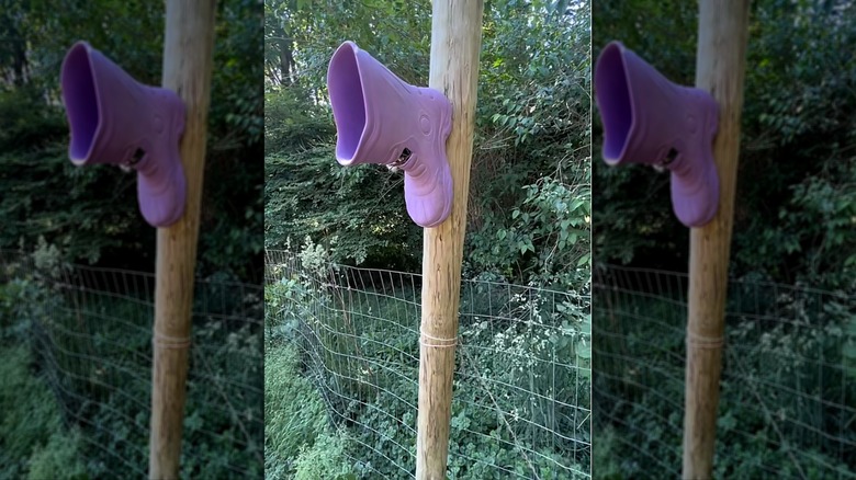Purple rubber boot turned into a bird house attached to a wooden post outside.