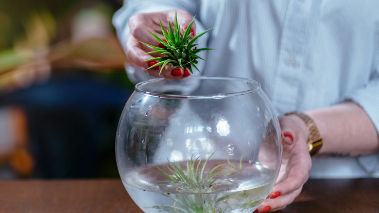Woman dunks air plants into bowl of water