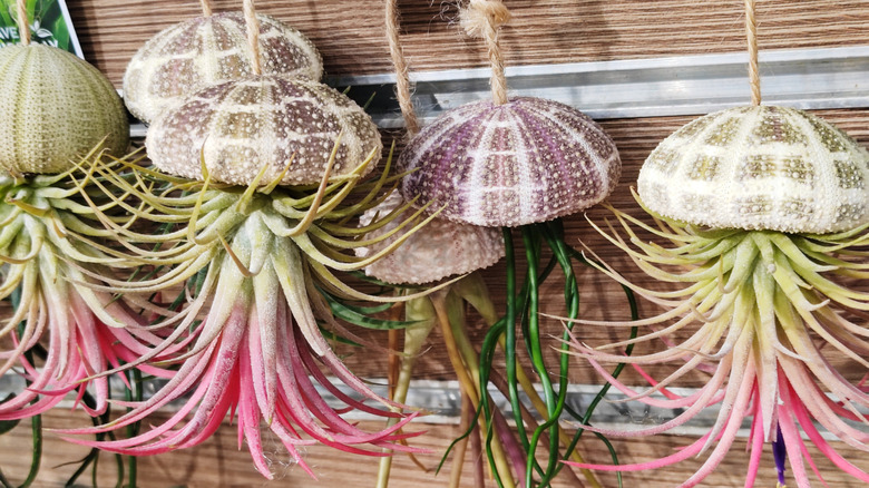 A group of pink-leaved air plants growing upside down in sea urchin shells.