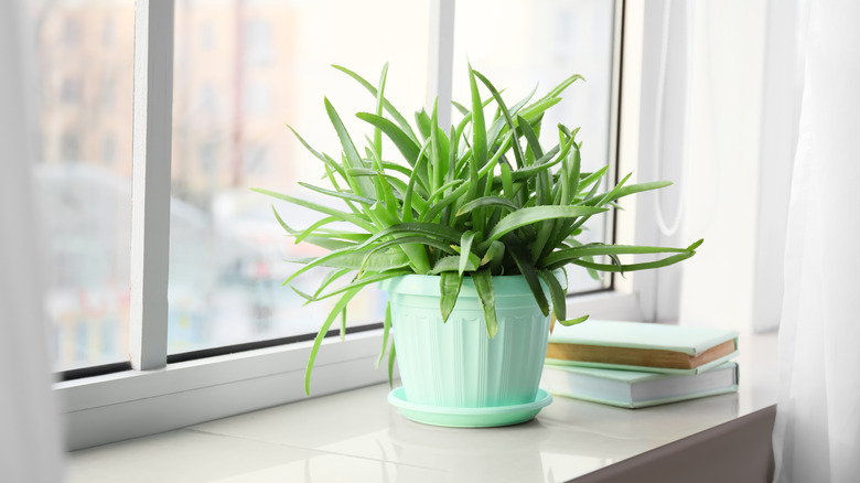 Green pot with aloe vera plant
