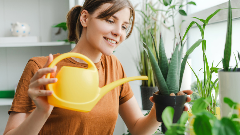 A person watering a green aloe vera plant