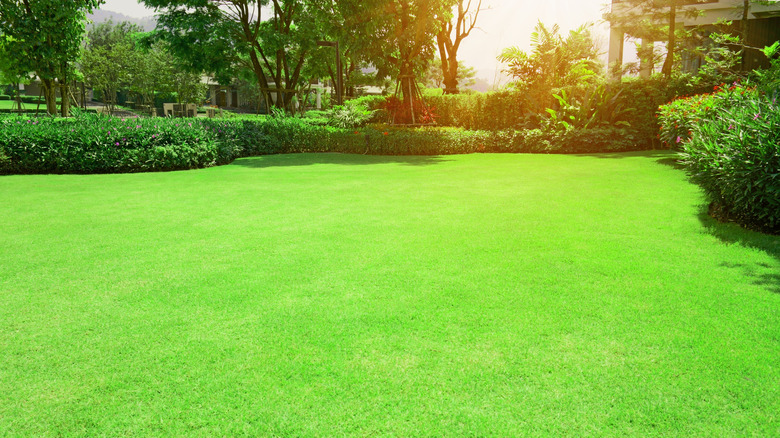 bermuda grass lawn