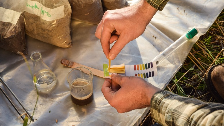 person using soil test kit