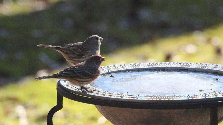 birds perched on frozen bird bath