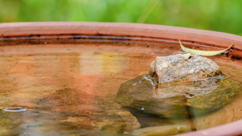 birdbath with stones