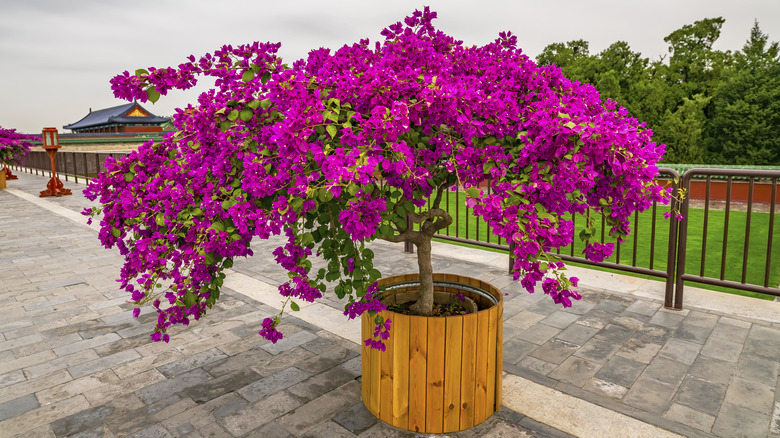 Pink Bougainvillea flowers blooming in flowerpot at garden