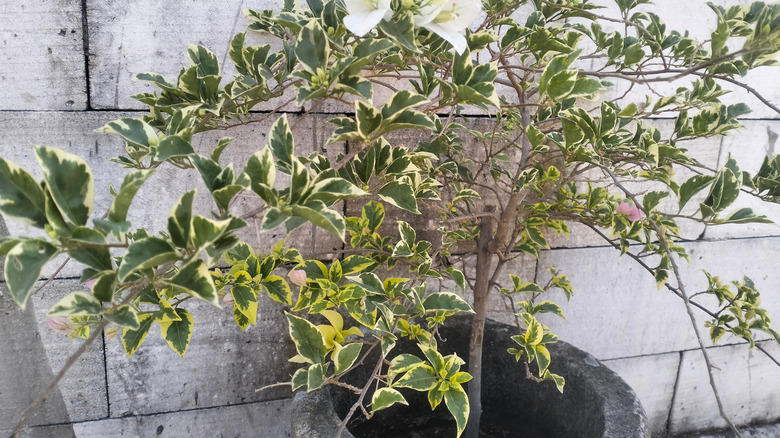 A potted variegated bougainvillea with striking green and yellow leaves, showcasing delicate white bracts against a white brick wall
