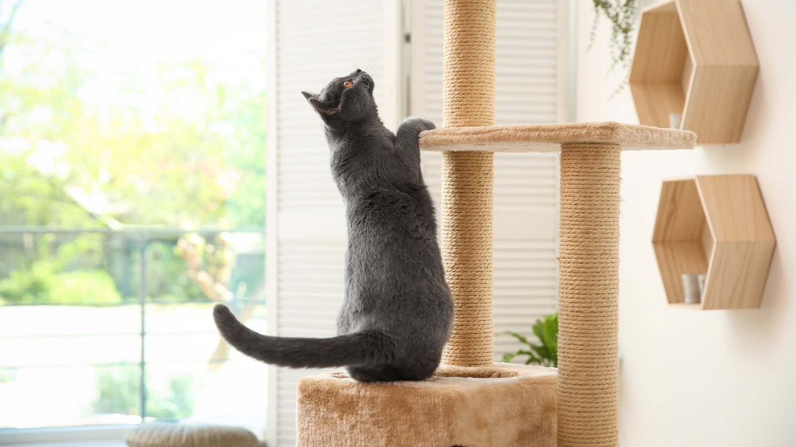 Keep Your Cat Tree In Good Shape With A Much Needed Deep Clean