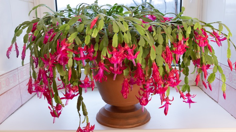 potted Christmas cactus