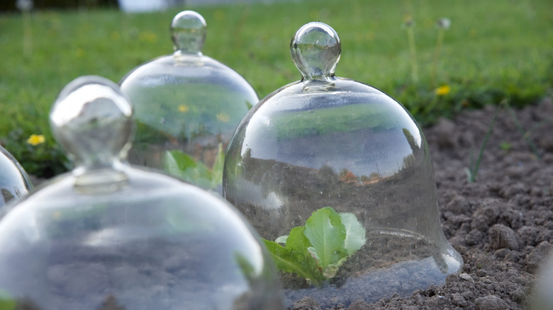 A small plant protected under a glass cloche outdoors.