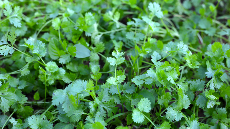 Lots of cilantro growing outside.