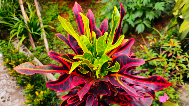 Croton is a popular ornamental garden plant belonging to the genus Codiaeum.