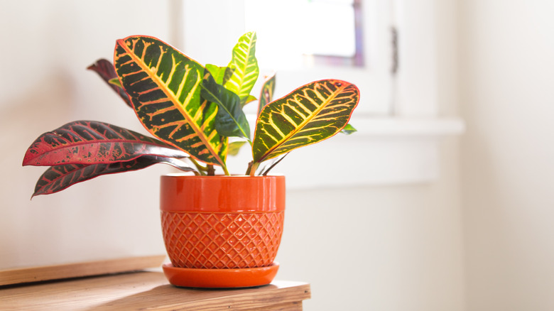 croton in orange pot