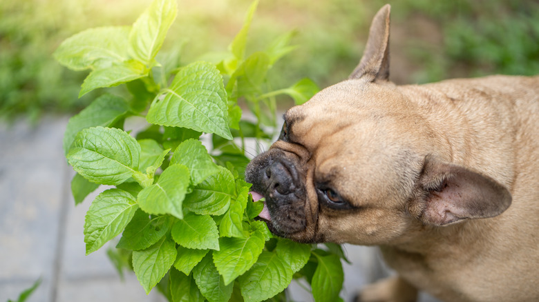 French Bulldog nibbling on plant