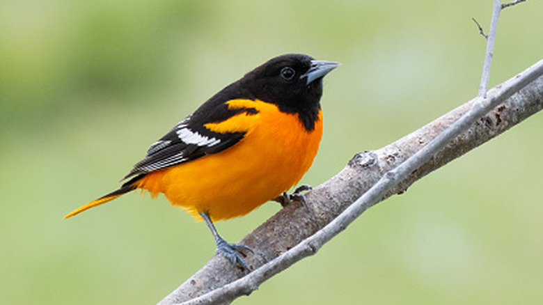 A northern oriole, which occupies the 6 o'clock position on the Mark Feldstein clock