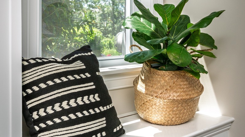 Fiddle leaf fig plant in a basket in a sunny window next to a black and white pillow