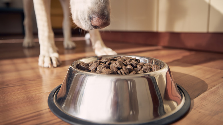 dog about to eat