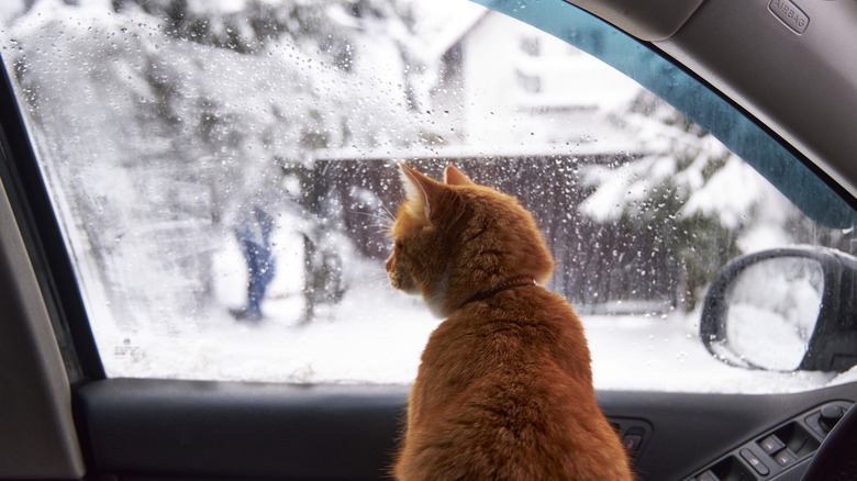 an orange cat sitting inside a car looking out at a snowy driveway