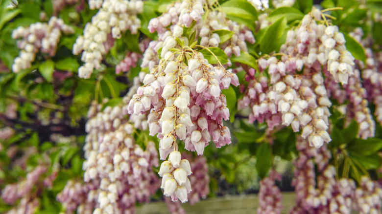 Close up on white and pink Japanese Andromeda flowers