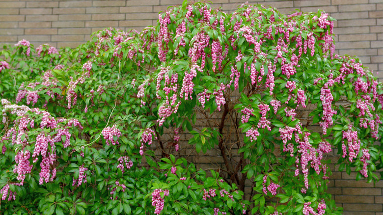 Japanese Andromeda shrub with pink flowers
