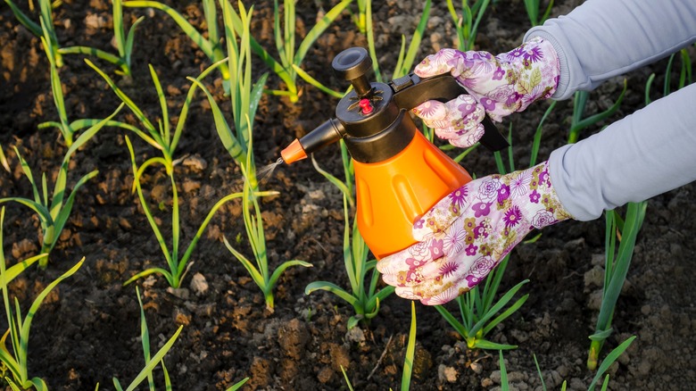 Person spraying onion plants