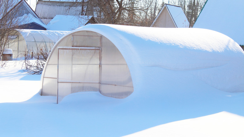 Hoop house in snow