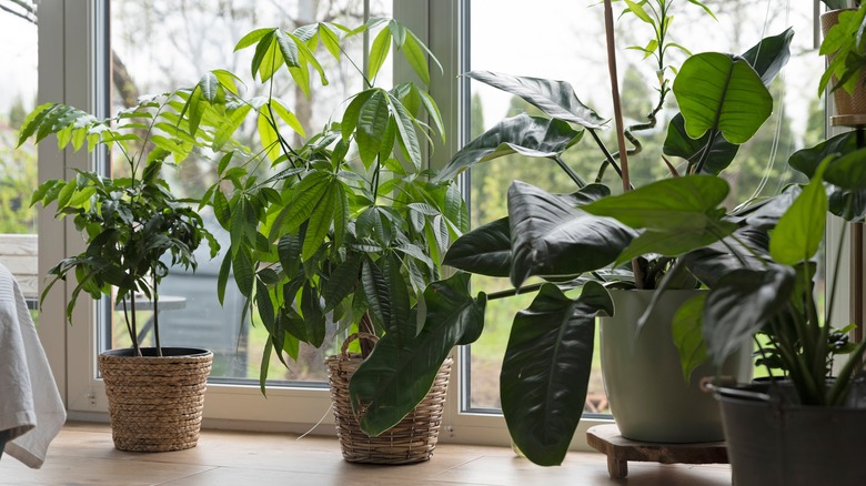 Wall of houseplants