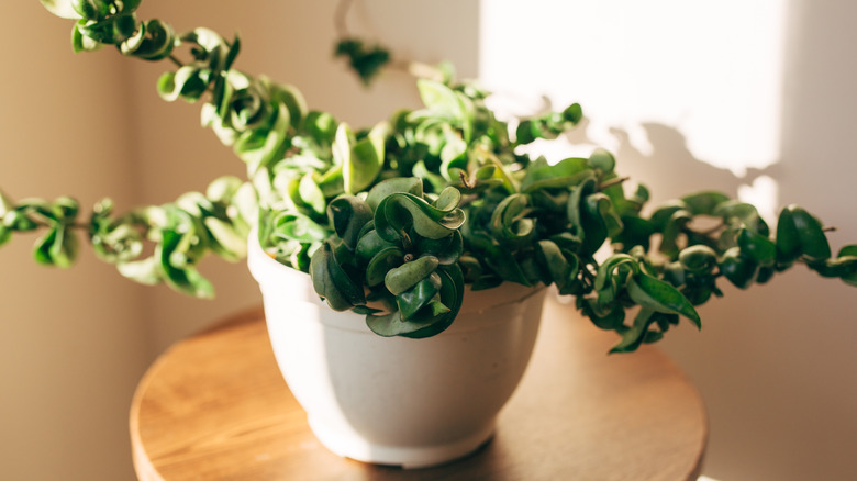 A hoya houseplant placed on a wooden table soaks in sunlight