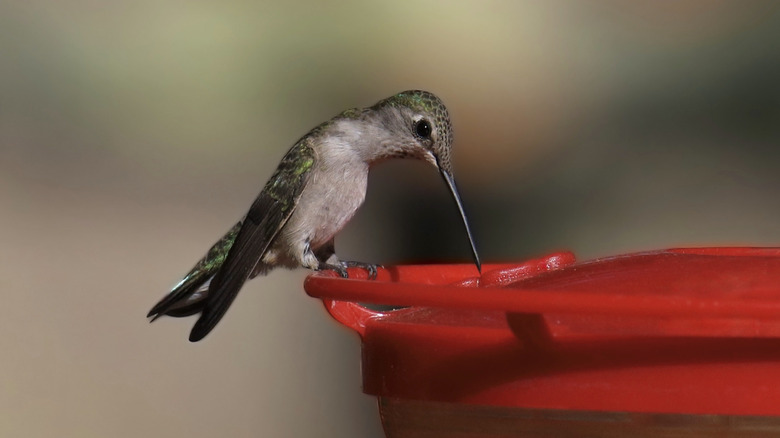 Hummingbird on feeder