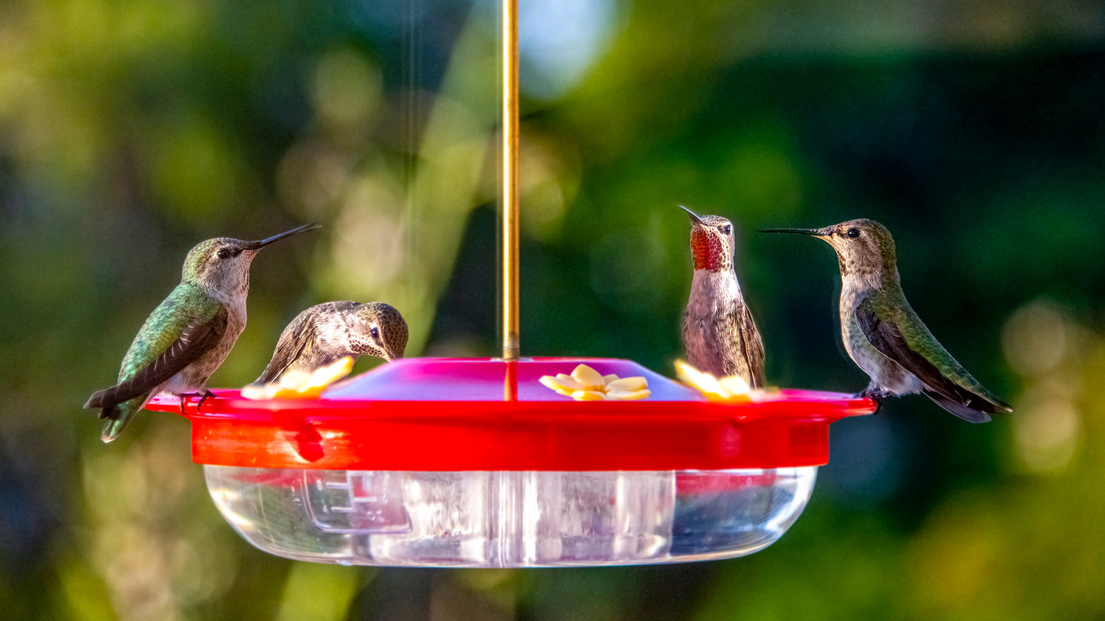 Keep Your Hummingbird Feeder In TipTop Shape With This Hydrogen