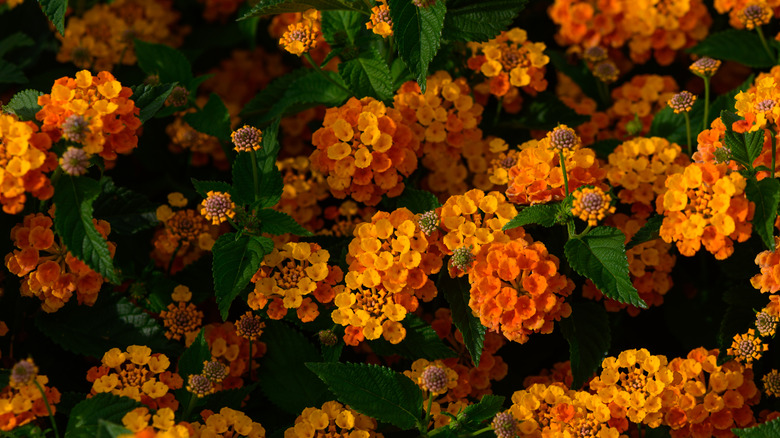 Orange Lantana flowers in bloom.