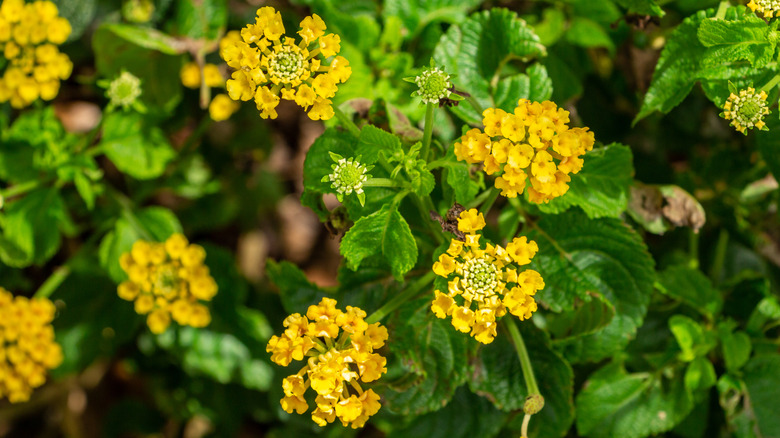 Lantana depressa in bloom.
