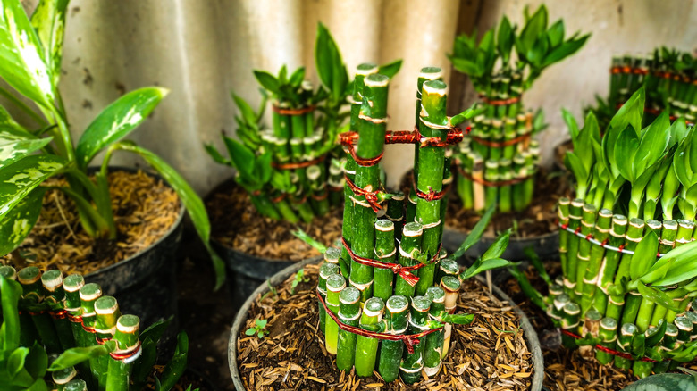Multiple potted lucky bamboo plants
