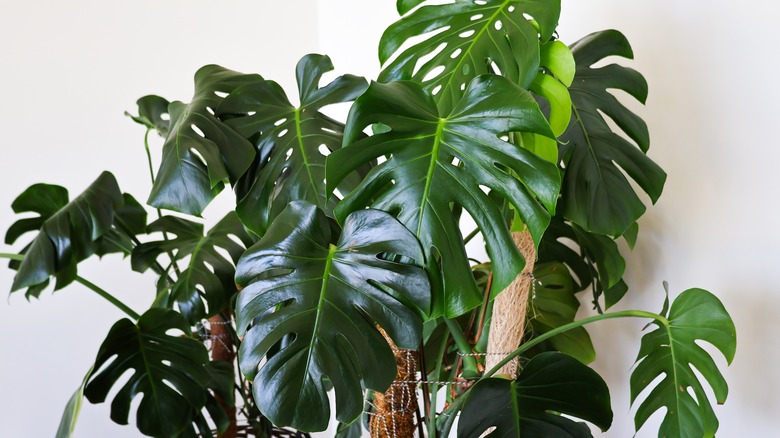 Healthy monstera plant growing indoors