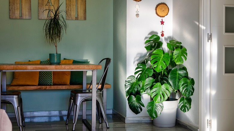 Monstera plant in sunny corner of room next to table and chairs