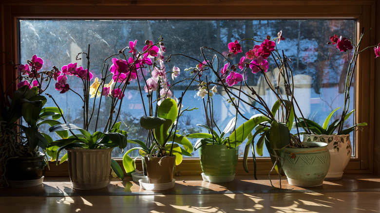Orchids soak up light next to window in winter with snow on ground outside