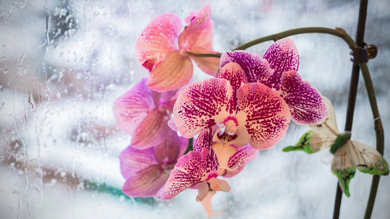 Orchid blooms next to snowy window