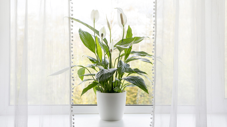 Peace lily in a sunny window