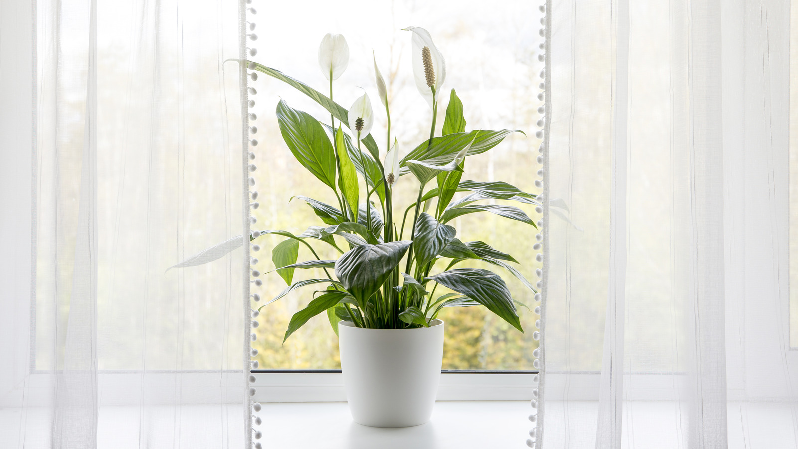 Keep Your Peace Lilies Healthy All Winter With These Tips