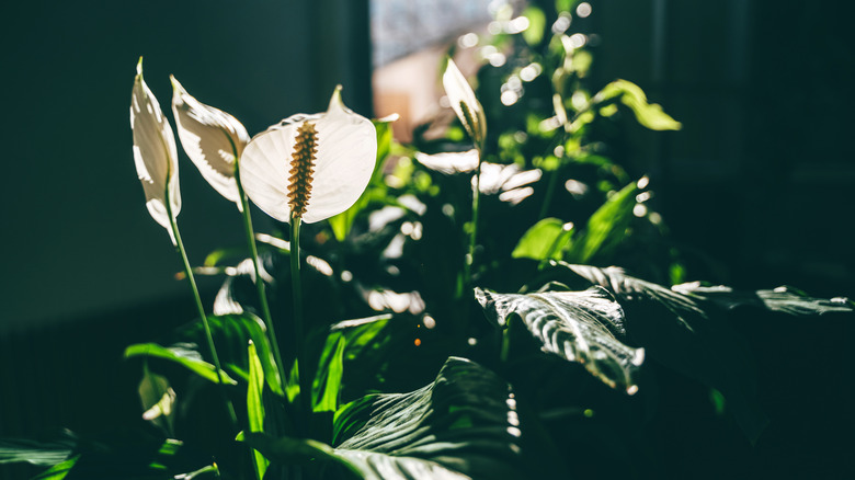 A peace lily blooming in a planter in someone's home