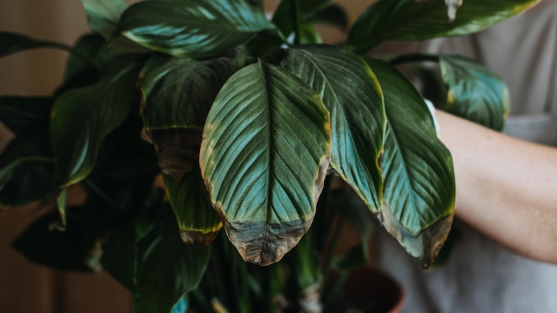 A peace lily with sun-scorched leaves.