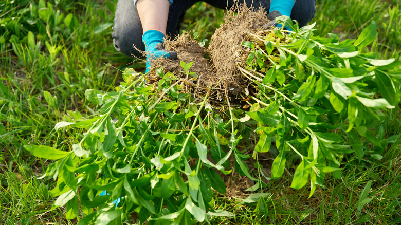 Close-up of spring dividing and planting bush of phlox paniculata plant