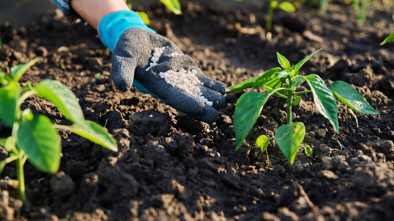 Close up of mineral fertilizers in hands, fertilizing sweet bell pepper plant
