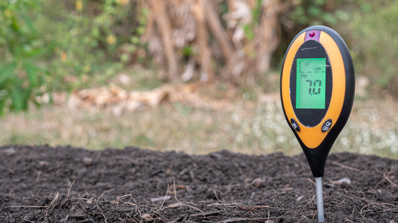 Soil pH Meter the farmers fill the soil for planting.