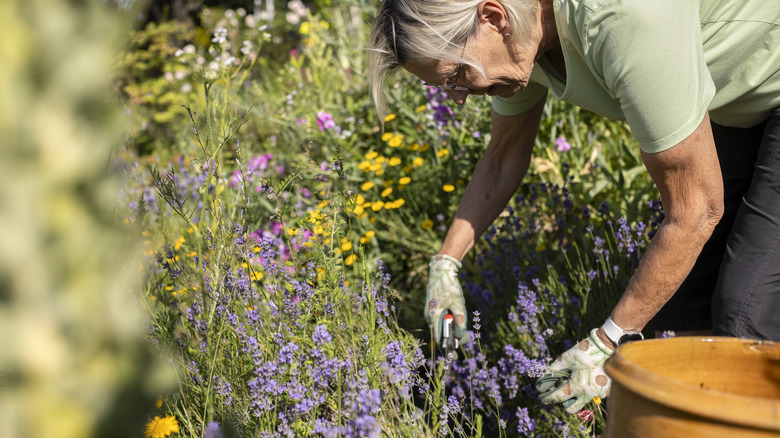 person pruning flowers in a garden