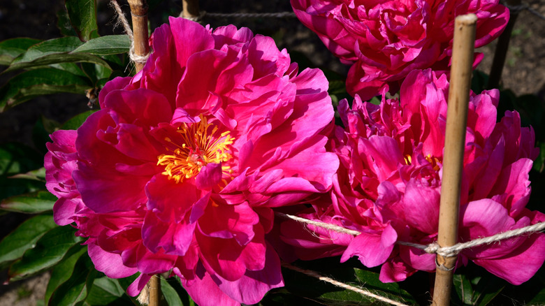 Pretty pink Peony flower in full bloom supported by stakes