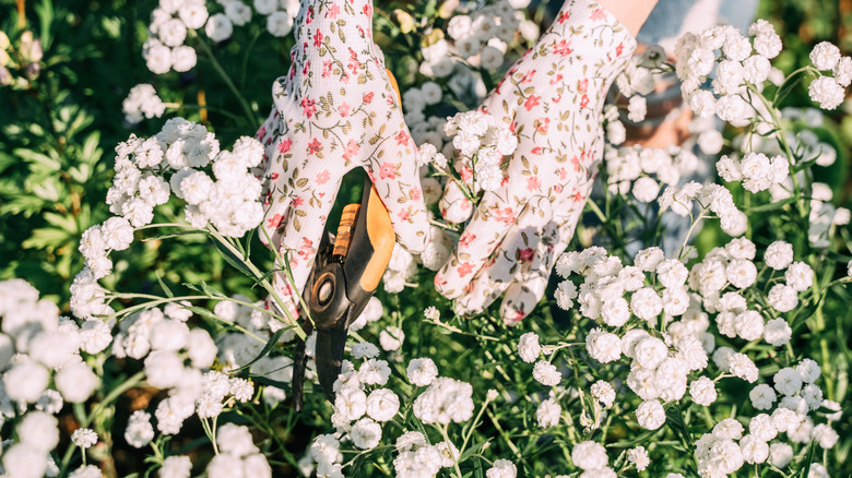 Hands in colored gloves take care of flowers in the garden.